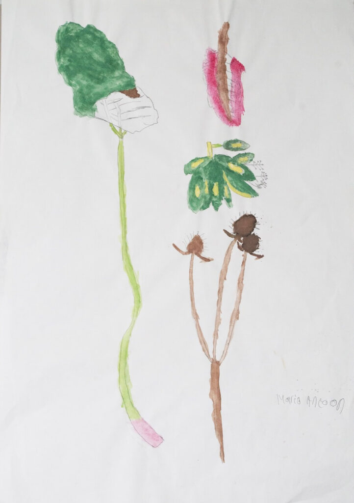 A watercolour of botanical images. A long green form, a brown thistle, a green leaf and a red form with a brown centre