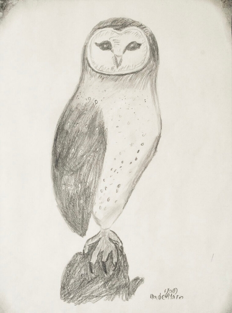 A grey and black owl perched with one clawed foot on a dark filled form