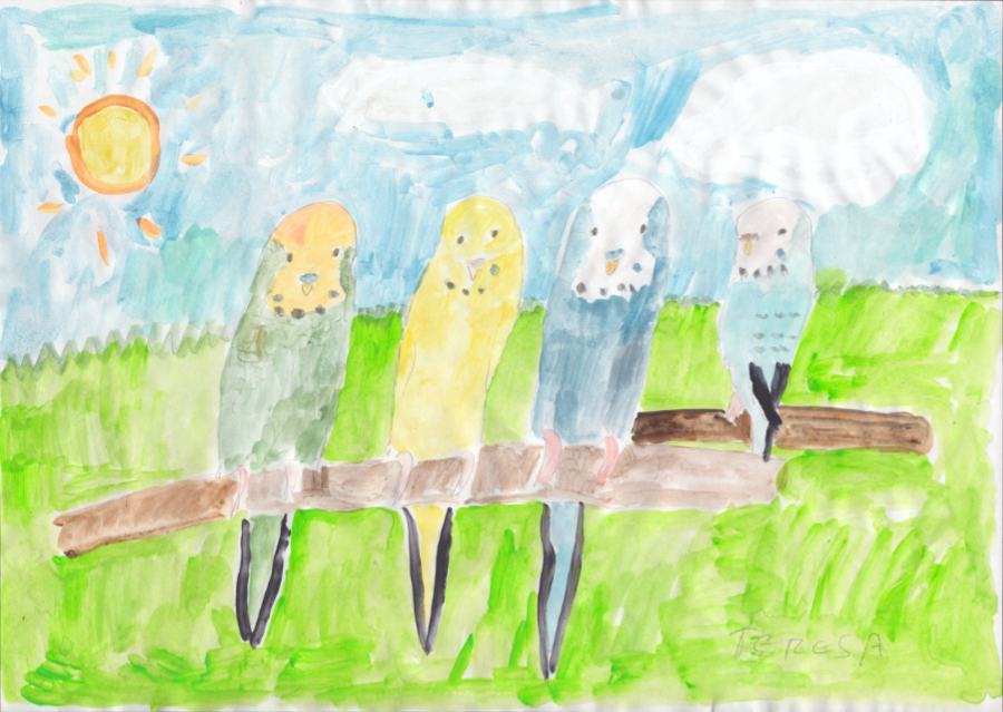 Four budgies perch atop a floating branch in front of a bright green field and sunny sky